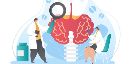 À la puberté, les principales glandes endocrines sont à l'origine de nombreux changements