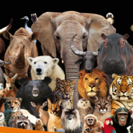 MONDE SAUVAGE - SAFARI PARC : 20% de réduction