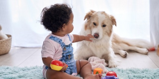 Anticiper pour éviter un accident entre un chien et un bébé à la maison