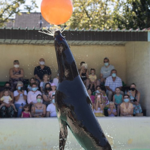 Des animaux près de vous, une activité simple et familiale