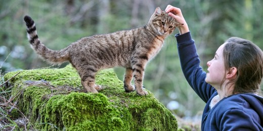 Mon chat et moi, la grande aventure de Rroû, une grande aventure entre un chat et sa maîtresse