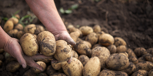 Le berceau de domestication de la pomme de terre se trouve à plus de 10 000 km de Bruxelles à vol d’oiseau, dans la cordillère des Andes