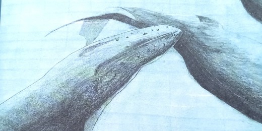 Le voyage d’Irma, de Mathias Baijot (CotCotCot)