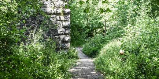 Le Bois de Blaimont (région de Chimay)