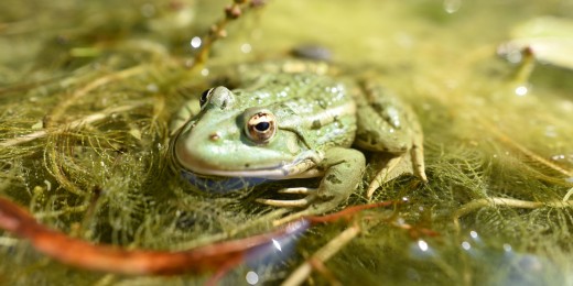 5 balades familiales en quête d'animaux