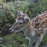Parc Forestia: 20% de réduction
