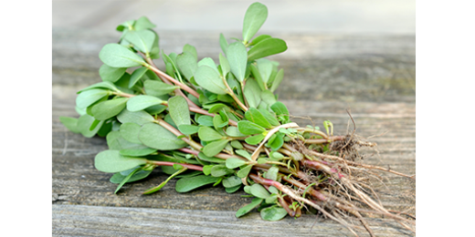 Le pourpier, une salade d'hiver méconnue